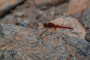 DPPhotography - Lesvos - Broad scarlet - B