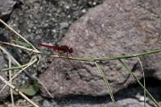 DPPhotography - Lesvos - Broad scarlet - C