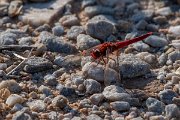 DPPhotography - Lesvos - Broad scarlet - F