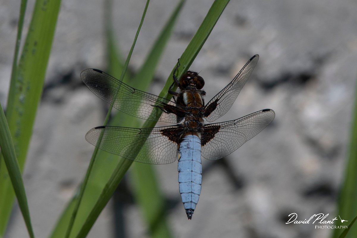 DPPhotography - Lesvos - Broad-bodied chaser - A.jpg - Broad-bodied chaser - Anaxos, Lesvos