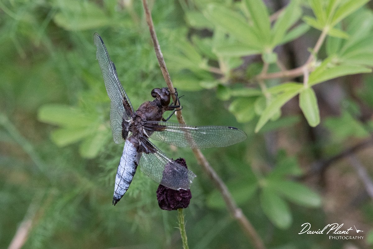 DPPhotography - Lesvos - Broad-bodied chaser - D.jpg - Broad-bodied chaser - Potamia Valley, Lesvos