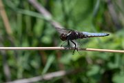 DPPhotography - Lesvos - Broad-bodied chaser - B