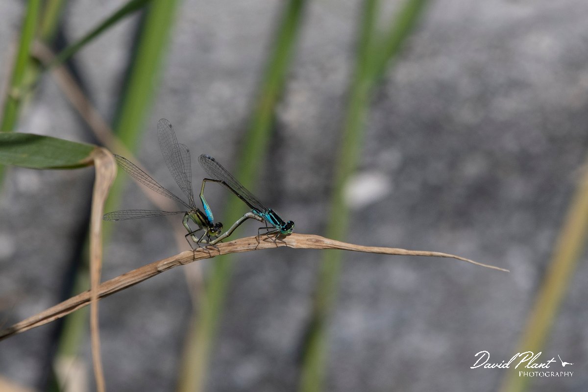 DPPhotography - Lesvos - Common bluetail - A.jpg - Common bluetail - Anaxos, Lesvos