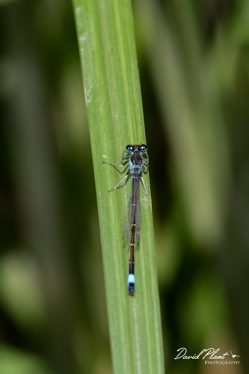 DPPhotography - Lesvos - Common bluetail - B.jpg - Common bluetail - Anaxos, Lesvos