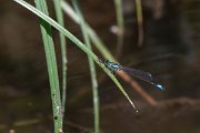 DPPhotography - Lesvos - Common bluetail - D