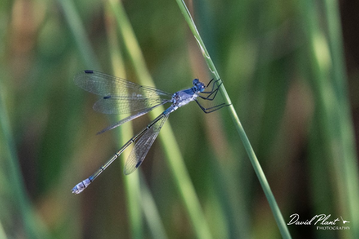 DPPhotography - Lesvos - Dark spreadwing - A.jpg - Dark spreadwing - Dipi Larisos reedbed, Lesvos