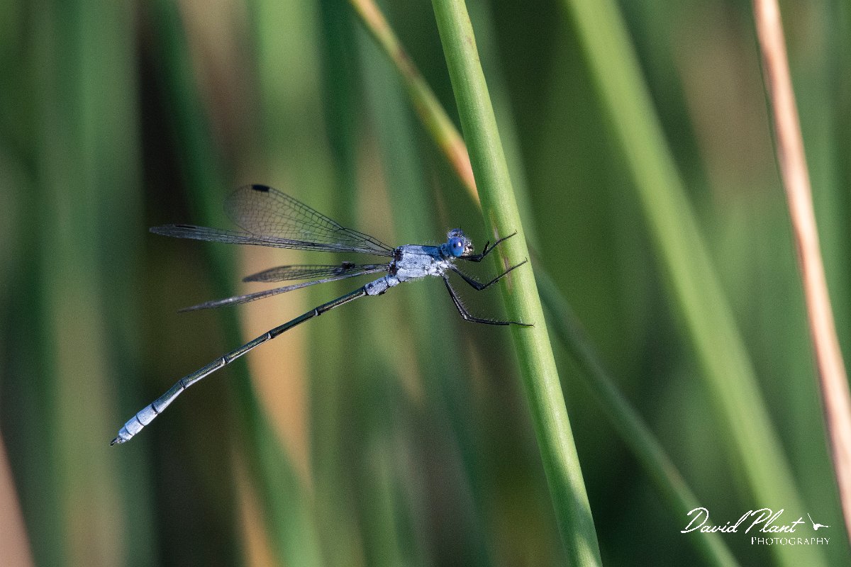 DPPhotography - Lesvos - Dark spreadwing - B.jpg - Dark spreadwing - Dipi Larisos reedbed, Lesvos