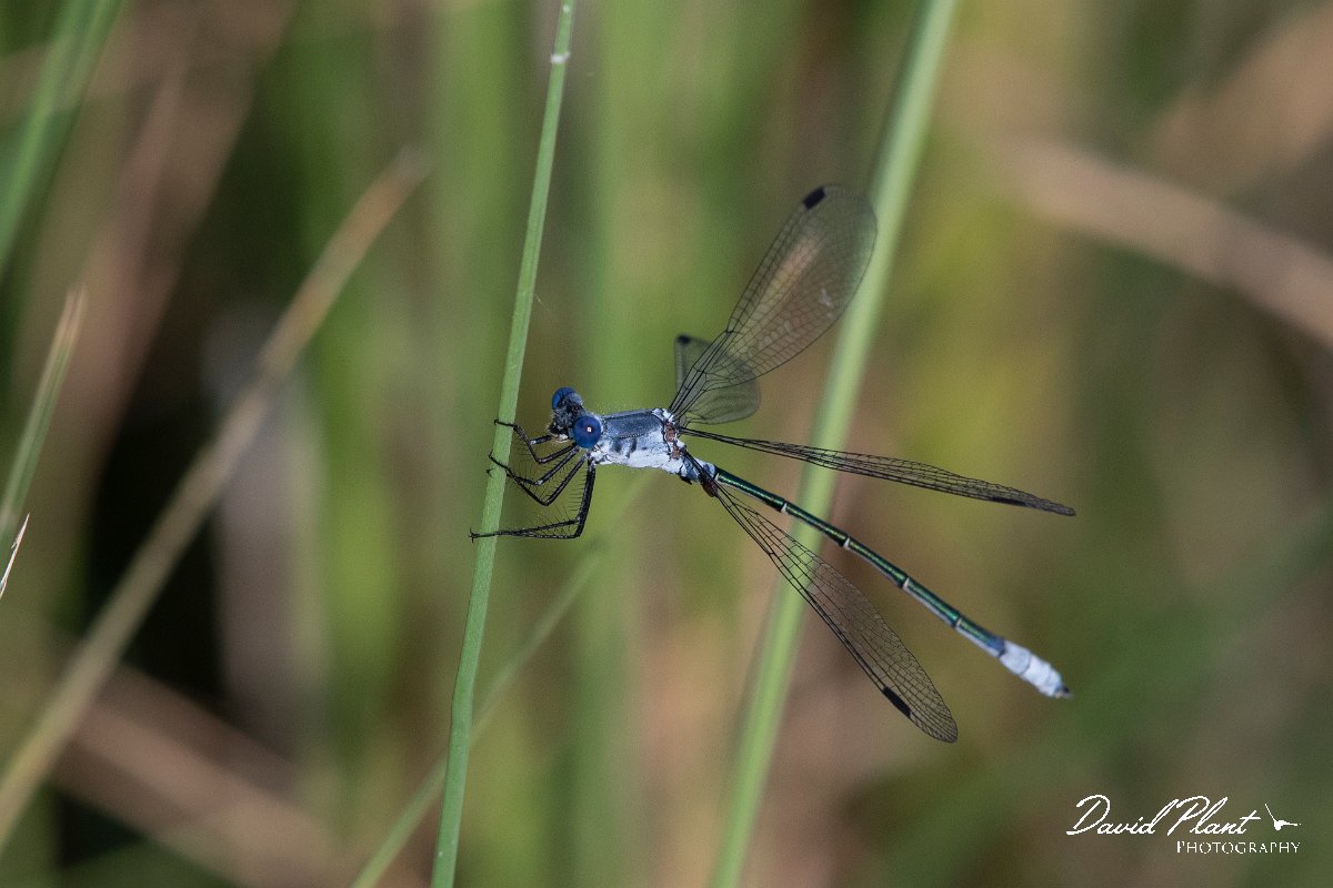 DPPhotography - Lesvos - Dark spreadwing - C.jpg - Dark spreadwing - Dipi Larisos reedbed, Lesvos