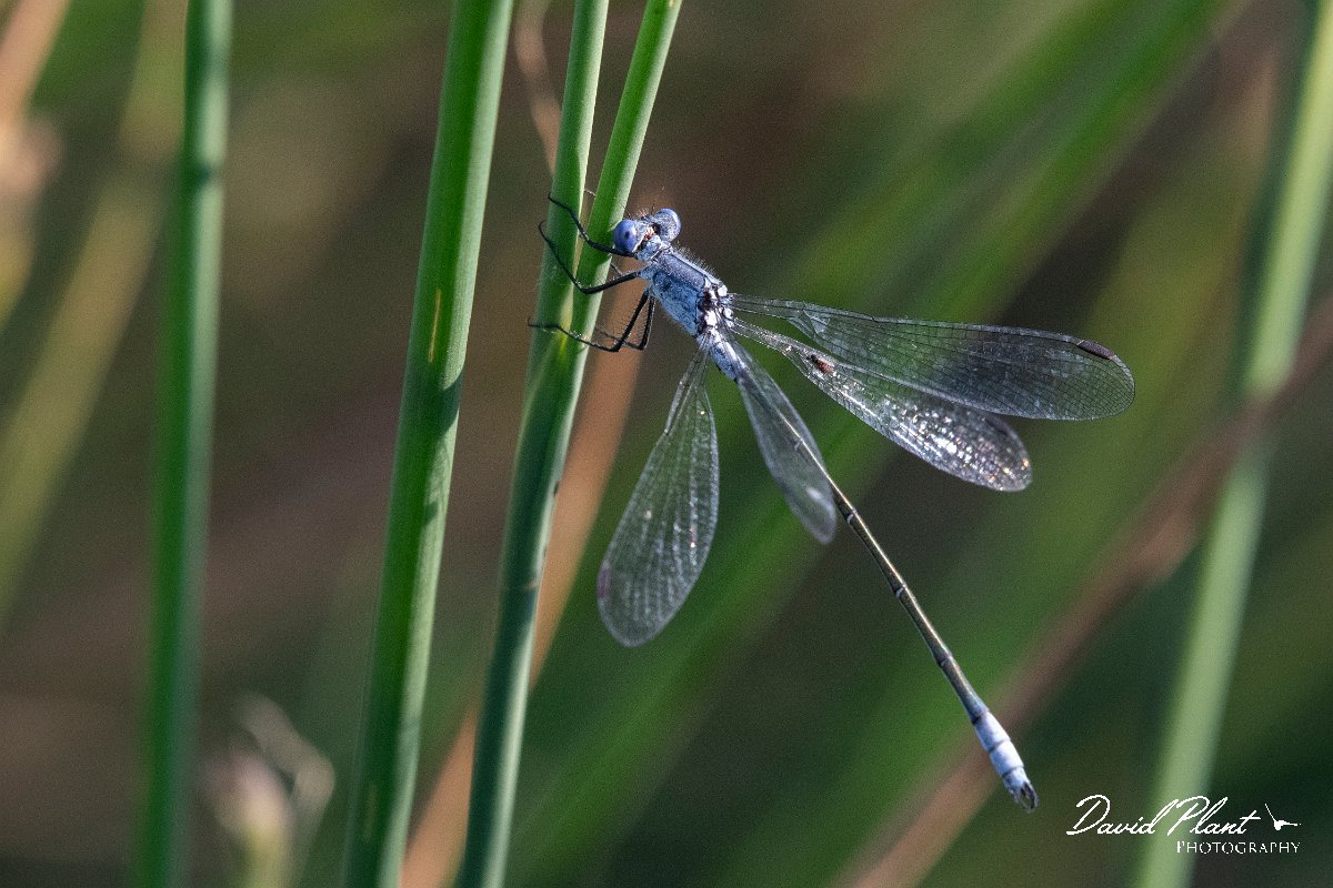 DPPhotography - Lesvos - Dark spreadwing - D.jpg - Dark spreadwing - Dipi Larisos reedbed, Lesvos