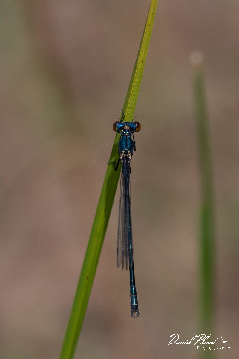 DPPhotography - Lesvos - Dark spreadwing - E.jpg - Dark spreadwing - Mikri Limni, Lesvos