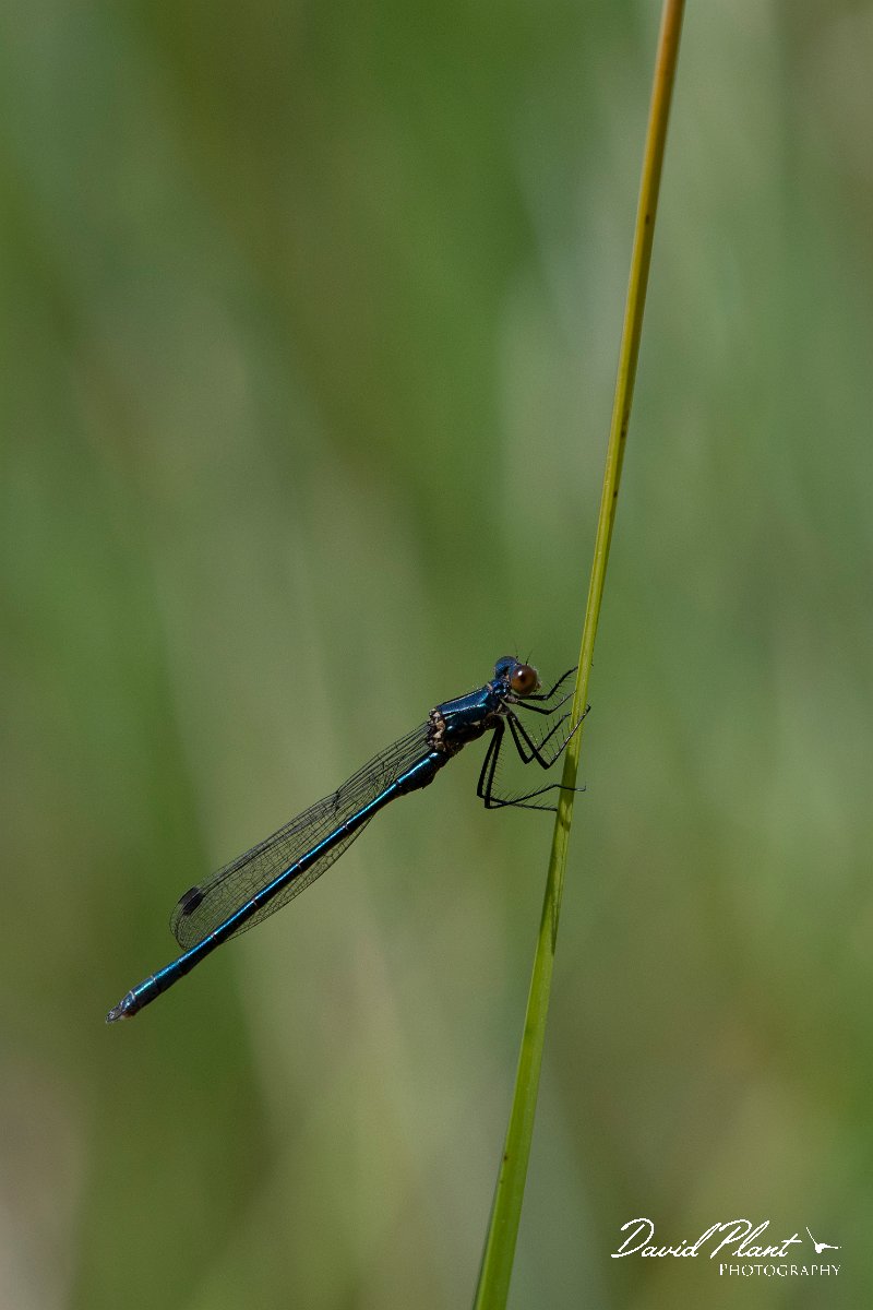 DPPhotography - Lesvos - Dark spreadwing - F.jpg - Dark spreadwing - Mikri Limni, Lesvos