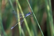 DPPhotography - Lesvos - Dark spreadwing - A