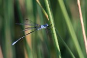 DPPhotography - Lesvos - Dark spreadwing - B