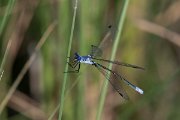 DPPhotography - Lesvos - Dark spreadwing - C