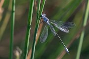 DPPhotography - Lesvos - Dark spreadwing - D