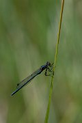 DPPhotography - Lesvos - Dark spreadwing - F
