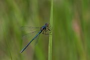DPPhotography - Lesvos - Dark spreadwing - G