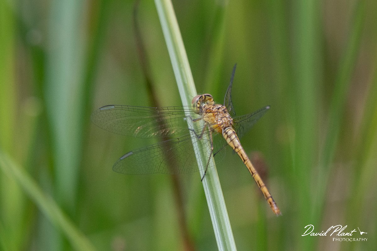 DPPhotography - Lesvos - Keeled skimmer - C.jpg - Keeled skimmer - Mikri Limni, Lesvos