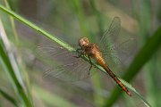 DPPhotography - Lesvos - Keeled skimmer - A