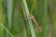 DPPhotography - Lesvos - Keeled skimmer - C