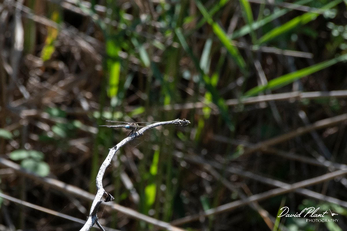 DPPhotography - Lesvos - Lesser emperor - A.jpg - Lesser emperor - Achladeri forest, Lesvos
