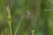 DPPhotography - Lesvos - Migrant spreadwing - A