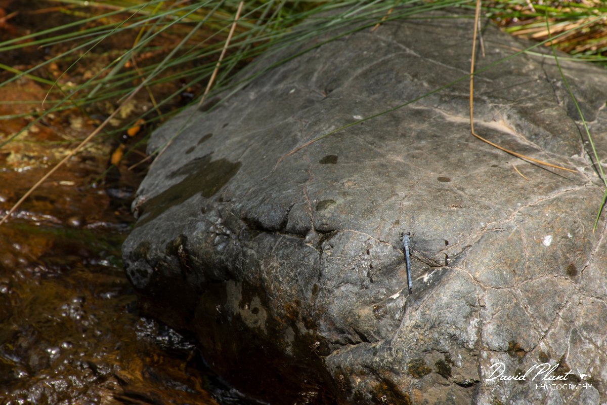 DPPhotography - Lesvos - Odalisque - A.jpg - Odalisque - Pessa waterfalls, Lesvos