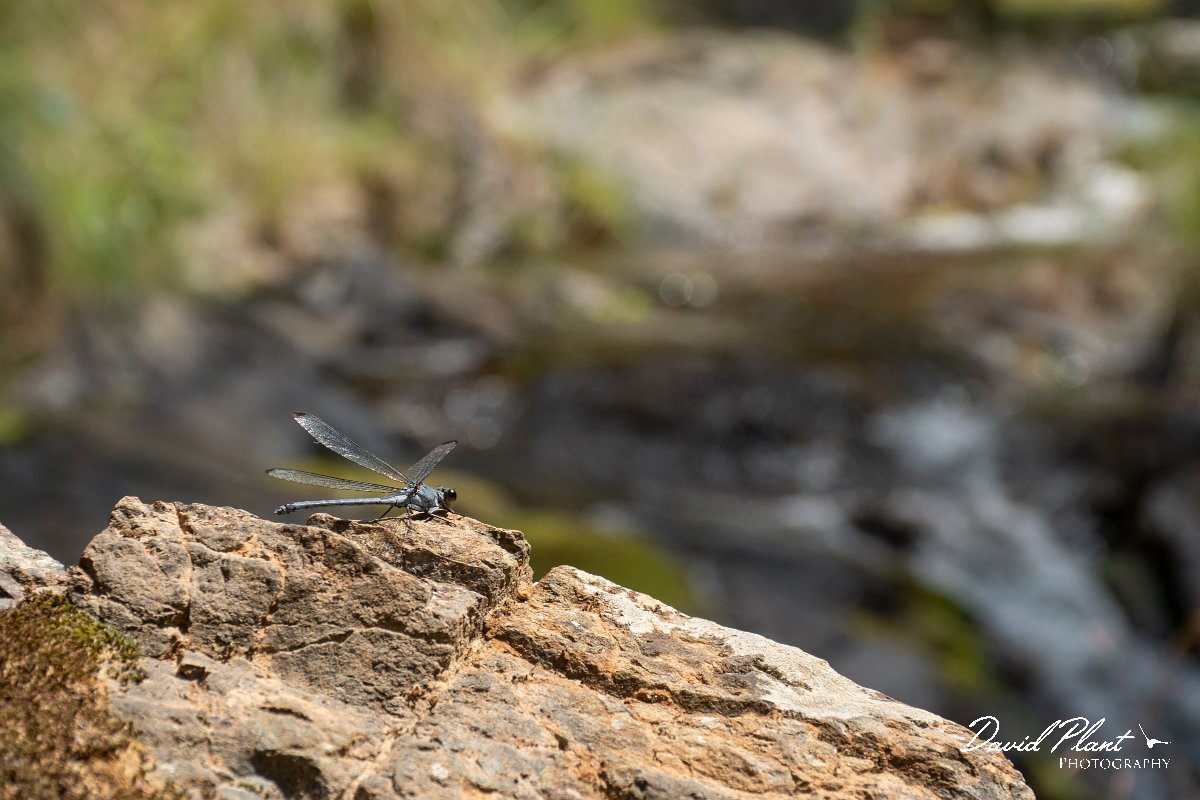 DPPhotography - Lesvos - Odalisque - B.jpg - Odalisque - Pessa waterfalls, Lesvos
