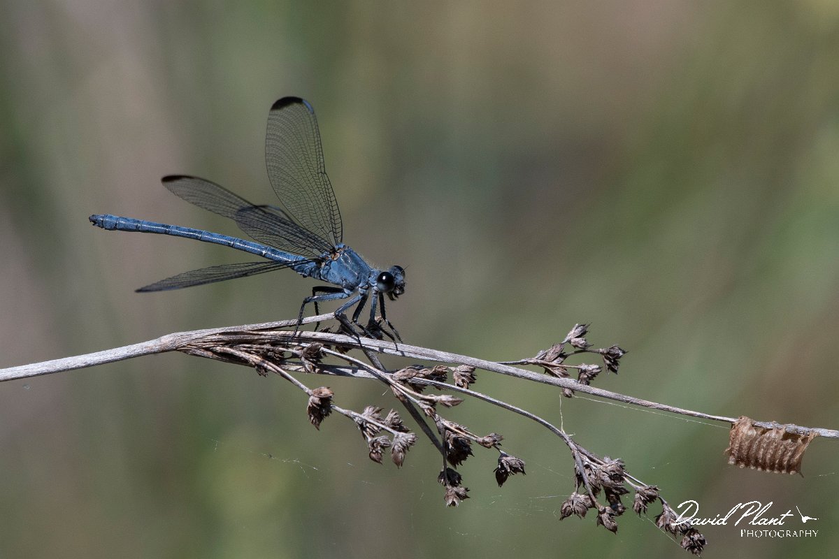 DPPhotography - Lesvos - Odalisque - D.jpg - Odalisque - Achladeri forest, Lesvos