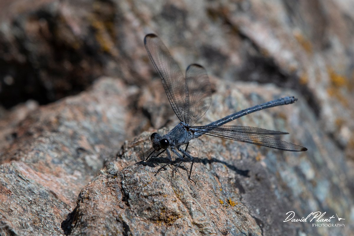 DPPhotography - Lesvos - Odalisque - E.jpg - Odalisque - Achladeri forest, Lesvos
