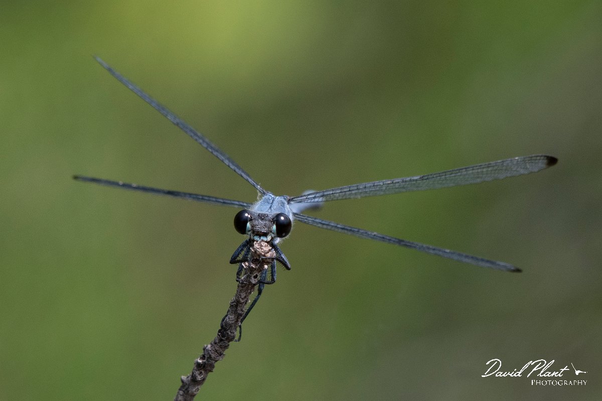 DPPhotography - Lesvos - Odalisque - G.jpg - Odalisque - Achladeri forest, Lesvos