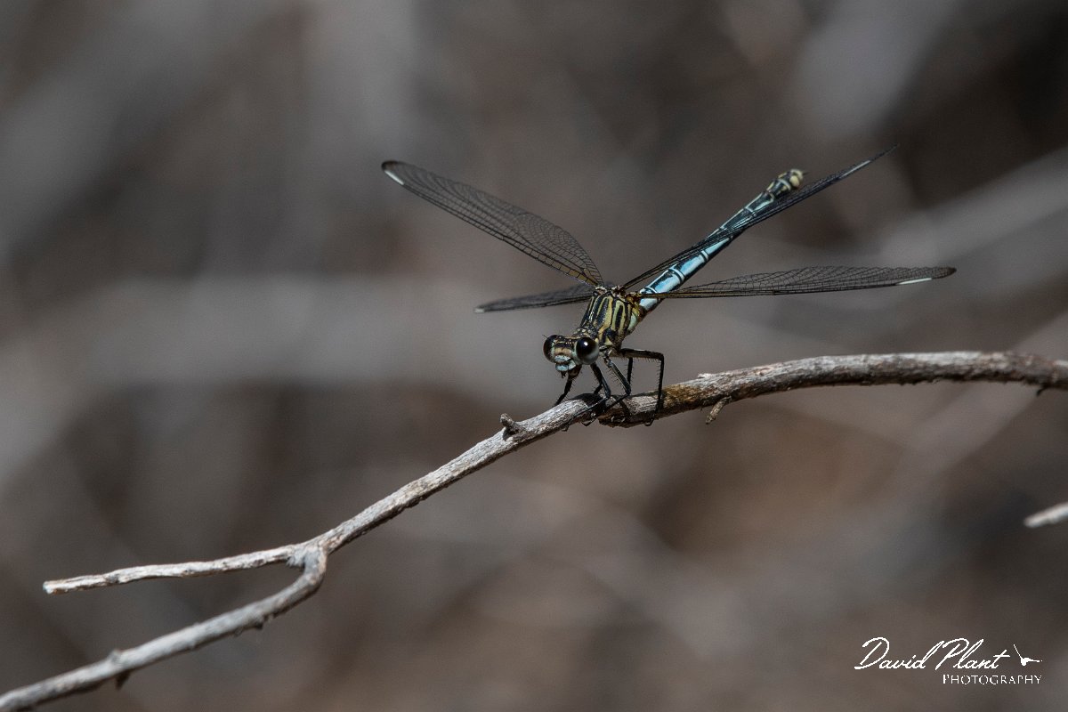 DPPhotography - Lesvos - Odalisque - J.jpg - Odalisque - Mikri Limni, Lesvos