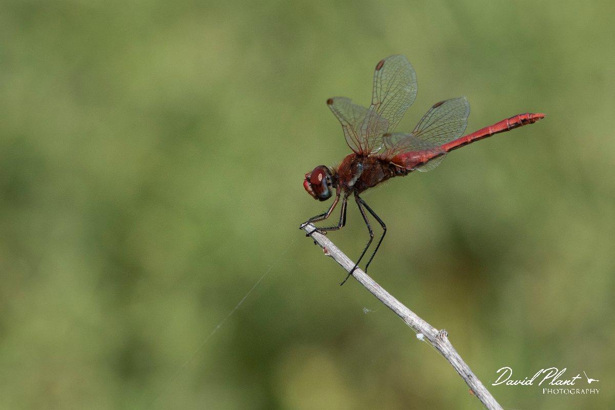 DPPhotography - Lesvos - Red-veined darter - D.jpg - Red-veined darter - Perasma reservoir, Lesvos