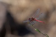 DPPhotography - Lesvos - Red-veined darter - A