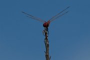 DPPhotography - Lesvos - Red-veined darter - B