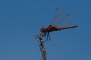 DPPhotography - Lesvos - Red-veined darter - C