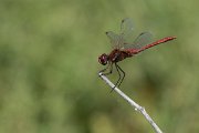 DPPhotography - Lesvos - Red-veined darter - D