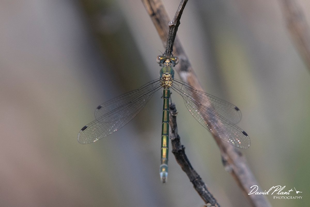 DPPhotography - Lesvos - Robust spreadwing - C.jpg - Robust spreadwing - Achladeri forest, Lesvos