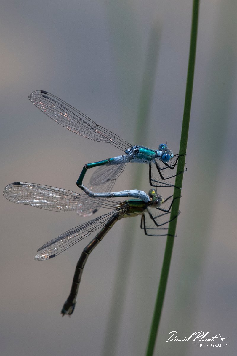 DPPhotography - Lesvos - Robust spreadwing - D.jpg - Robust spreadwing - Achladeri forest, Lesvos