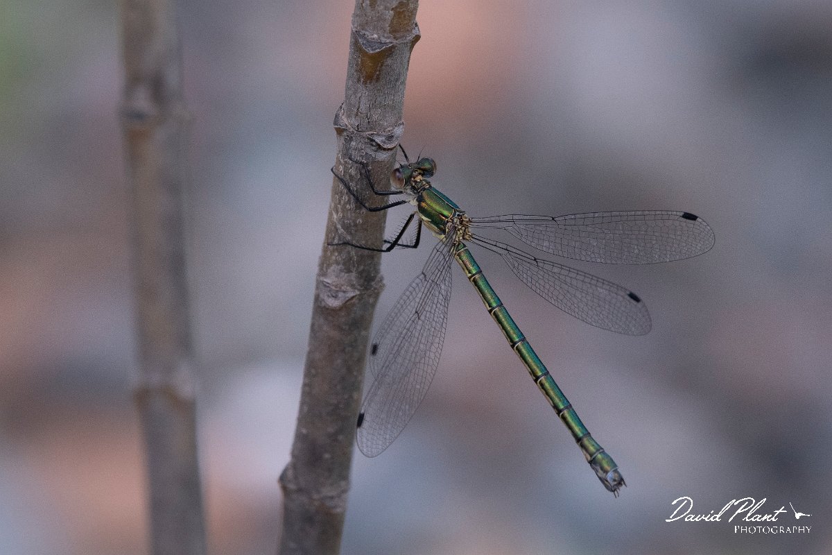 DPPhotography - Lesvos - Robust spreadwing - F.jpg - Robust spreadwing - Achladeri forest, Lesvos