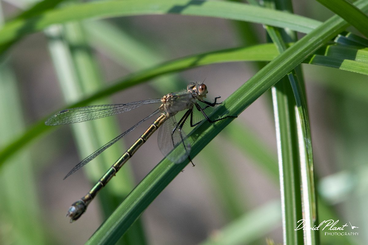 DPPhotography - Lesvos - Robust spreadwing - I.jpg - Robust spreadwing - Anaxos, Lesvos