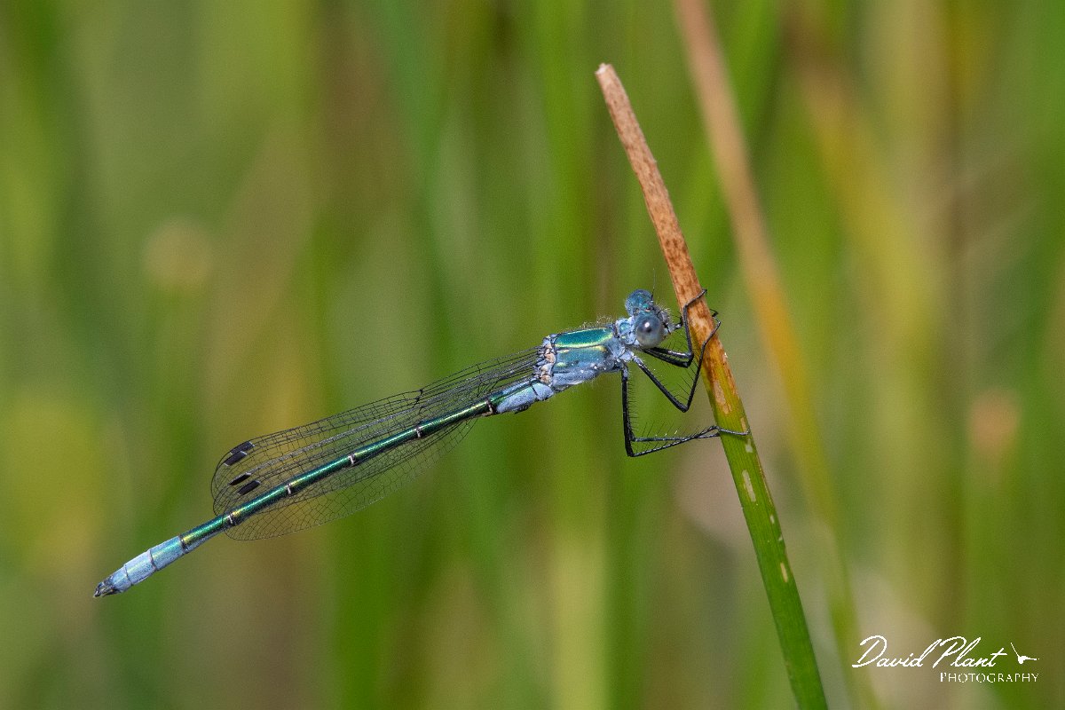 DPPhotography - Lesvos - Robust spreadwing - M.jpg - Robust spreadwing - Mikri Limni, Lesvos