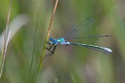 DPPhotography - Lesvos - Robust spreadwing - A