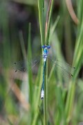 DPPhotography - Lesvos - Robust spreadwing - B