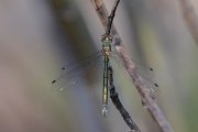 DPPhotography - Lesvos - Robust spreadwing - C