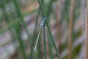 DPPhotography - Lesvos - Robust spreadwing - E