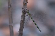 DPPhotography - Lesvos - Robust spreadwing - F