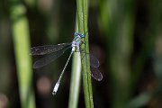 DPPhotography - Lesvos - Robust spreadwing - G