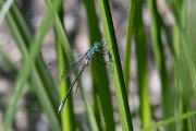 DPPhotography - Lesvos - Robust spreadwing - J