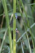 DPPhotography - Lesvos - Robust spreadwing - L